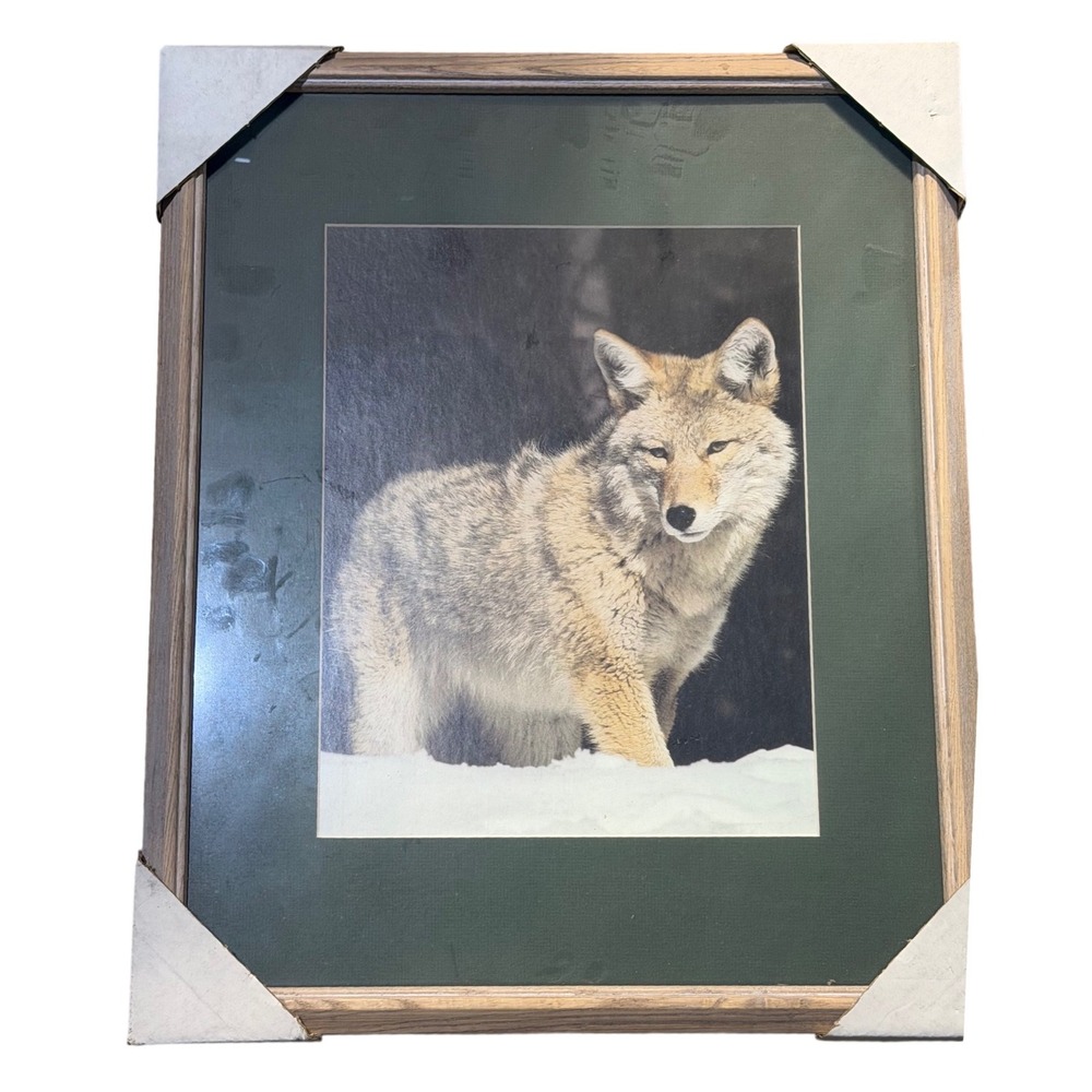 Vintage Framed Coyote Wildlife Art Print Oak Wood Frame Green Mat 15x12
